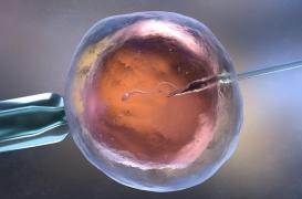 Des ovocytes obtenus à partir de cellules souches