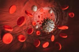 Risque cardiovasculaire : la Covid-19 infecte les artères coronaires