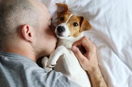 Traitements hormonaux cutanés : attention, danger pour les animaux de compagnie ! 