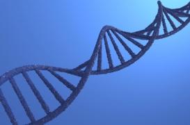 Covid-19 : 15% des formes graves seraient génétiques