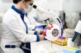 Maladies oculaires : des chercheurs français rendent un œil humain transparent