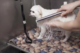 Désinfecter ses animaux de compagnie est fortement déconseillé et dangereux