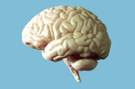 Grâce au cortex, notre cerveau écarte les distractions pour rester concentré