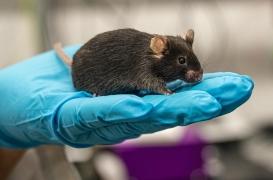 Des scientifiques créent des bébés souris à partir de 2 mâles 