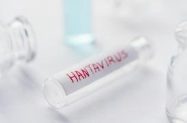 Quarantaines, isolements : ce que prévoit le nouveau décret sur l’hantavirus