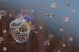 La Covid-19 fait vieillir les vaisseaux sanguins… surtout des femmes