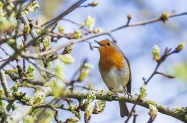 Pourquoi il faut prendre le temps d’écouter les oiseaux