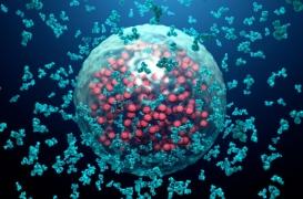 Covid long : la piste des autoanticorps