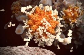 Pourquoi les formes sévères de virus attaquent les poumons