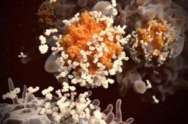 Vaccins ARNm : l’immunité pourrait durer des années