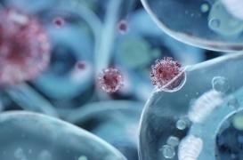 C'est quoi une zoonose ? 