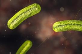 Listériose : un test PCR pour identifier les souches responsables d'intoxications alimentaires