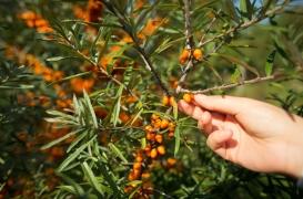 L’argousier pourrait aider à combattre la Covid-19 