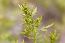 L’Académie de médecine déconseille le remède malgache contre la Covid