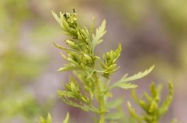 Cancer du cerveau, Covid-19 : cette plante médicinale lutterait contre ces maladies