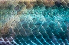 Quand la peau de poisson sauve la vie d'un bébé prématuré