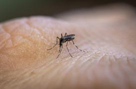 Pourquoi votre peau attire les moustiques ? 