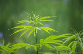 Fumer régulièrement du cannabis à l'adolescence peut provoquer des accouchements prématurés