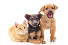 Syndrome de Noé : quel est cet étrange trouble lié aux animaux de compagnie ?