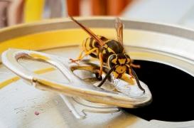 Piqûre d’abeille, de guêpe ou de frelon : comment réagir ?