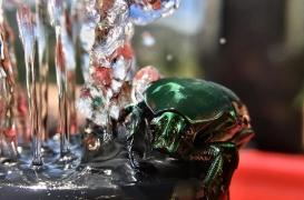 Acné : un traitement miracle issu… du scarabée ?