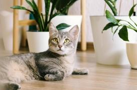 Votre chat peut-il vous rendre schizophrène ?