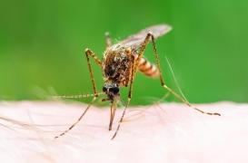 Argentine : ces moustiques vecteurs d’une maladie neurologique prolifèrent 