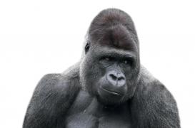 Etats-Unis : des singes du zoo de San Diego vaccinés contre la Covid-19