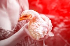 Grippe H3N8 : une femme décède en Chine, une première connue dans le monde