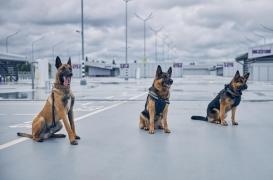 Chiens renifleurs anti-Covid : 2 000 jeunes recrutés pour servir de cobayes