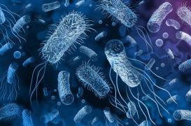 Choléra : un dixième cas confirmé à Mayotte