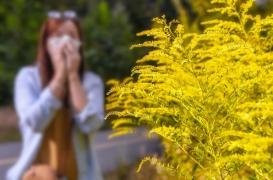 Allergie : deux associations dénoncent l'échec de la lutte contre l'ambroisie