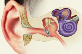 La Covid-19 s'en prend aussi à nos oreilles 