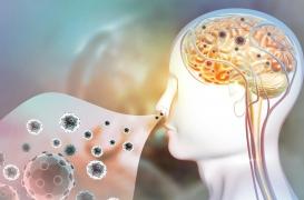 Covid-19 : comment le virus atteint-il le cerveau ?