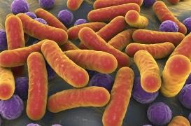 Cancer de la prostate : les bactéries intestinales peuvent favoriser sa croissance