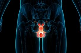 Cerveau et testicules : des points communs inattendus