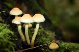 La psilocybine peut aider le cerveau à se libérer de la peur