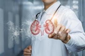 Un lien découvert entre PFAS, insuffisance rénale et microbiote intestinal