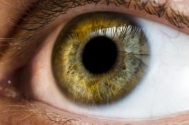 La confiance se lit dans les yeux