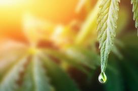 Pourquoi le CBD, même à forte dose, est compatible avec la conduite