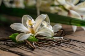 Pourquoi aimons-nous tous l’odeur de la vanille ?