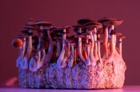 Bipolaire, il s'injecte une infusion aux champignons hallucinogènes ... qui ont continué à pousser dans son sang !