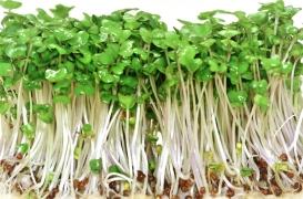 Cancers, AVC... les pousses de brocoli pour lutter contre le stress oxydatif ? 