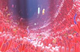  Comment les bactéries intestinales peuvent avoir un impact sur la sclérose en plaques ?