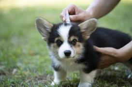 Antiparasitaires : comment traiter les animaux sans danger pour la famille ?