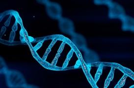 Sexualité et parentalité  précoces ou tardives : c'est aussi une affaire de gènes 