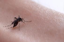 Atteint de la dengue, le skippeur Antoine Cornic est 