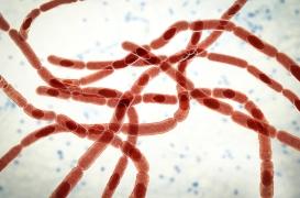 Une bactérie mortelle pourrait-elle devenir l’antidouleur miracle ?