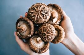 Champignons médicinaux : remèdes miracles ou simples effets de mode ?