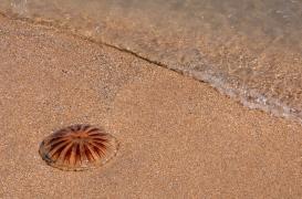 Méduse : que faire en cas de piqûre ?